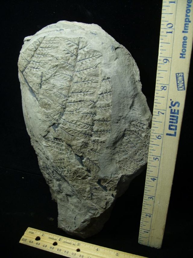 Fossilized Fern Imprints (060821m) - Image 2