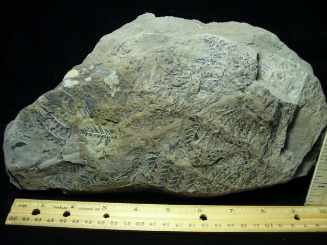 Fossilized Fern Imprints (060821m) - Image 3