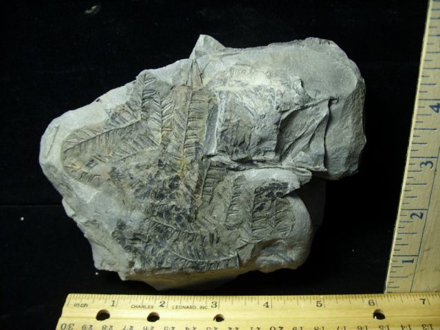 Prehistoric Fossilized Fern Imprints (060821n)