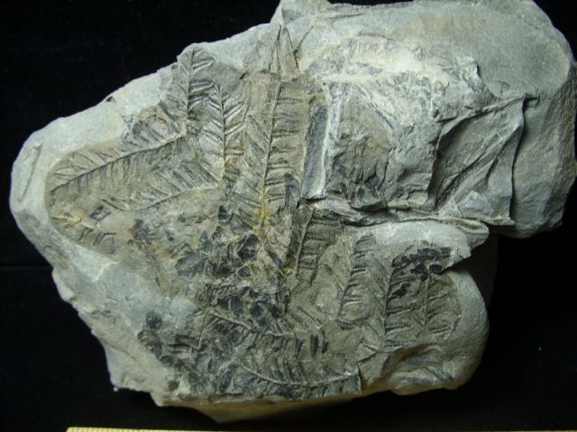 Prehistoric Fossilized Fern Imprints (060821n) - Image 2