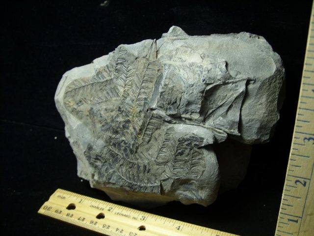 Prehistoric Fossilized Fern Imprints (060821n) - Image 3