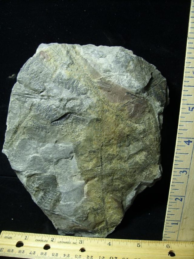 Prehistoric Fossilized Fern Imprints (060821p)