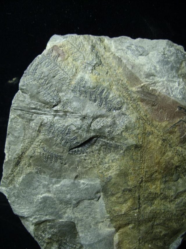 Prehistoric Fossilized Fern Imprints (060821p) - Image 2