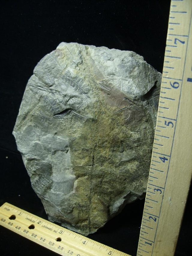 Prehistoric Fossilized Fern Imprints (060821p) - Image 3