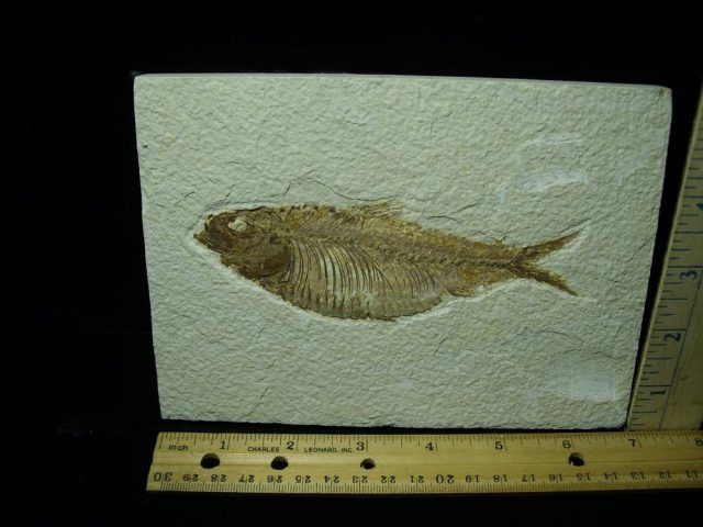 Fossilized “Green River” Fish (061121d)