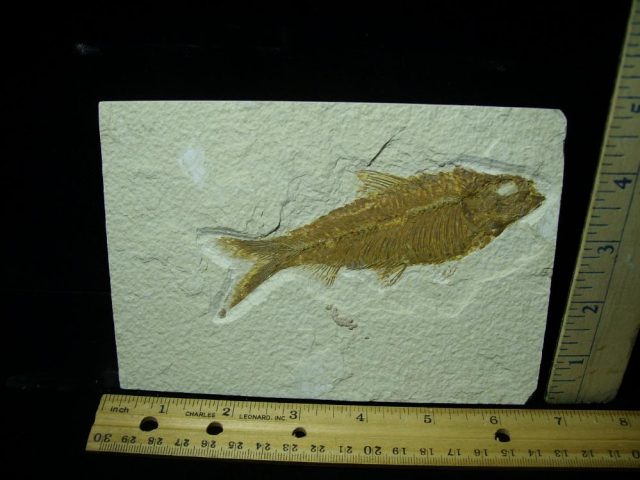 Fossilized “Green River” Fish (061121f)