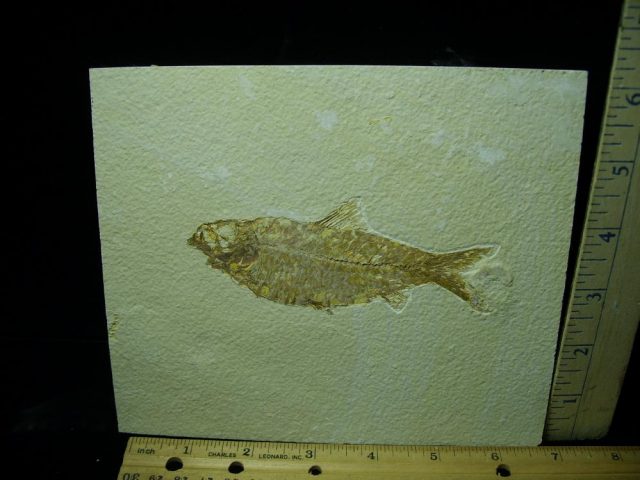 Fossilized “Green River” Fish (061121g)