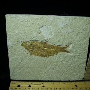 Fossilized “Green River” Fish (061121h)