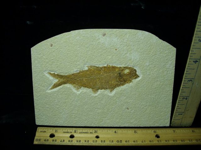 Fossilized “Green River” Fish (061121m)