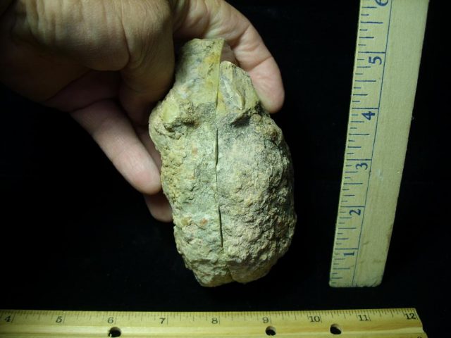 "Premium" Dinosaur Coprolite  (Poop) (061221c) - Image 2