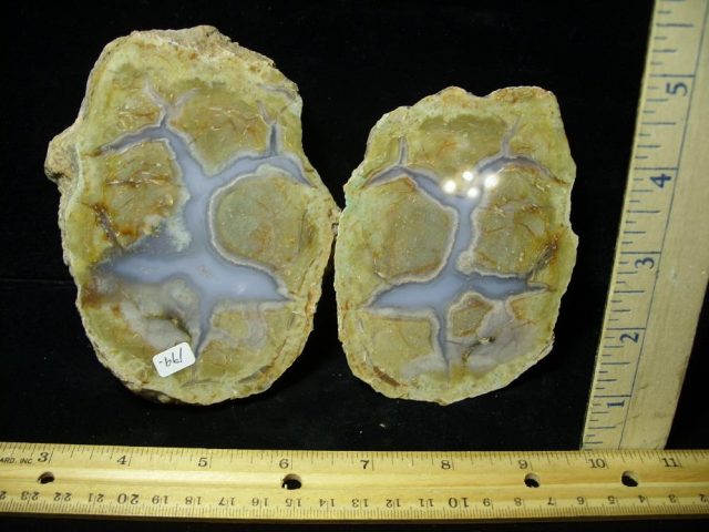 "Premium" Dinosaur Coprolite  (Poop) (061221c)