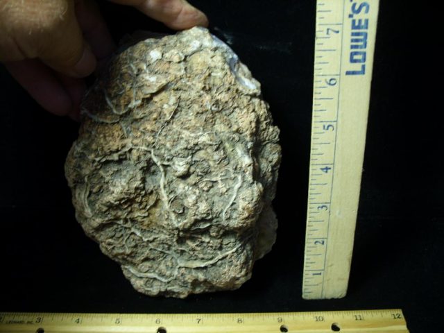"Premium" Dinosaur Coprolite  (Poop) (061221d) - Image 2