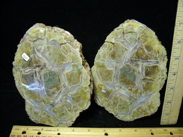 "Premium" Dinosaur Coprolite  (Poop) (061221d)