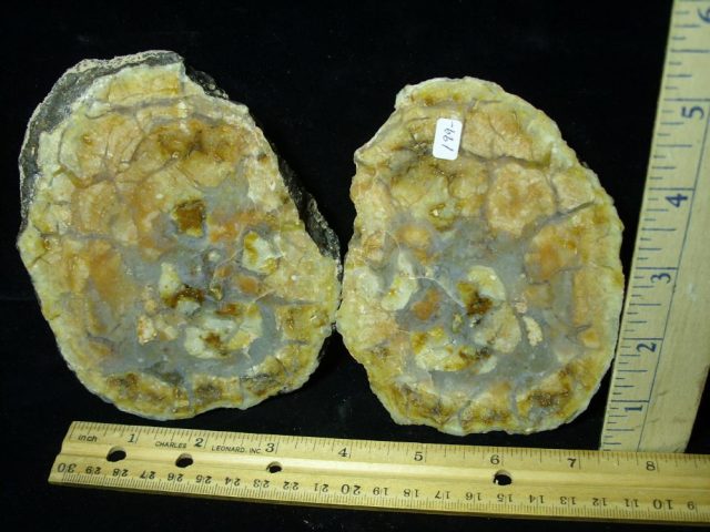 “Premium” Dinosaur Coprolite  (Poop) (061221f)---ON HOLD 01-19-22 Bob E