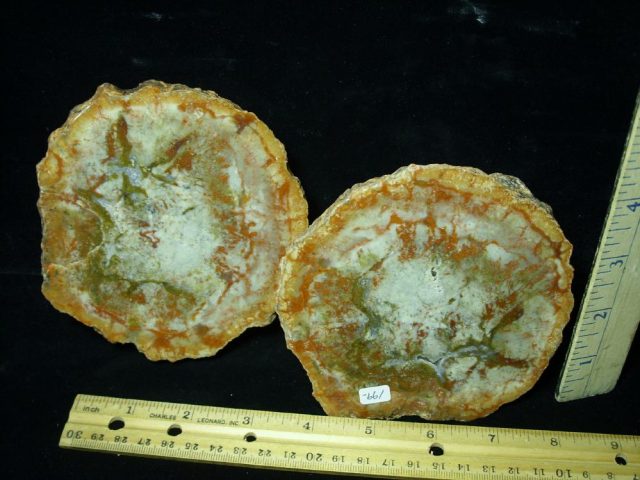 “Premium” Dinosaur Coprolite  (Poop) (061221g)