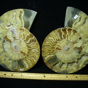 Sliced & Polished Ammonite  (061221h)
