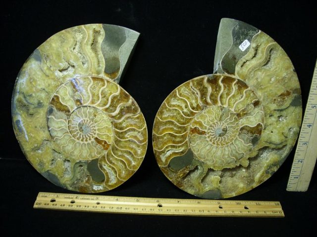 Sliced & Polished Ammonite  (061221h)