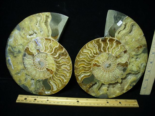 Sliced & Polished Ammonite  (061221h) - Image 2