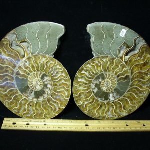Sliced & Polished Ammonite  (061221j)