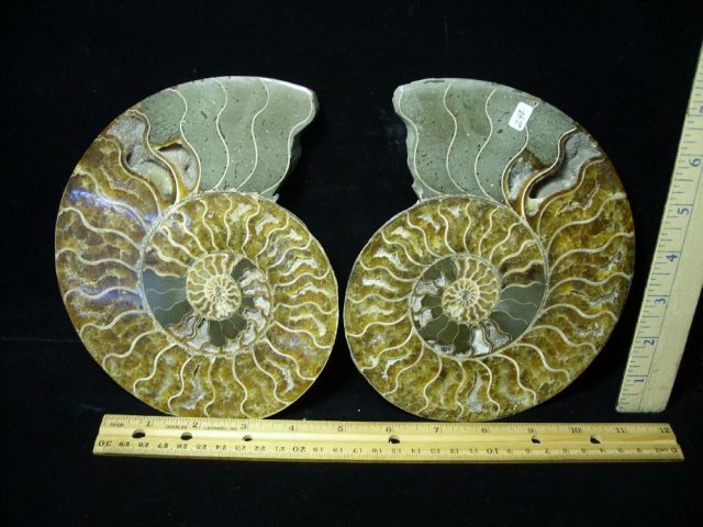 Sliced & Polished Ammonite  (061221j)