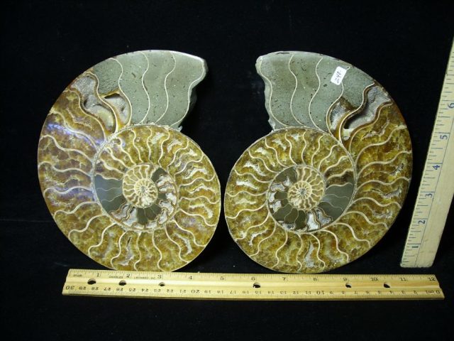 Sliced & Polished Ammonite  (061221j) - Image 2