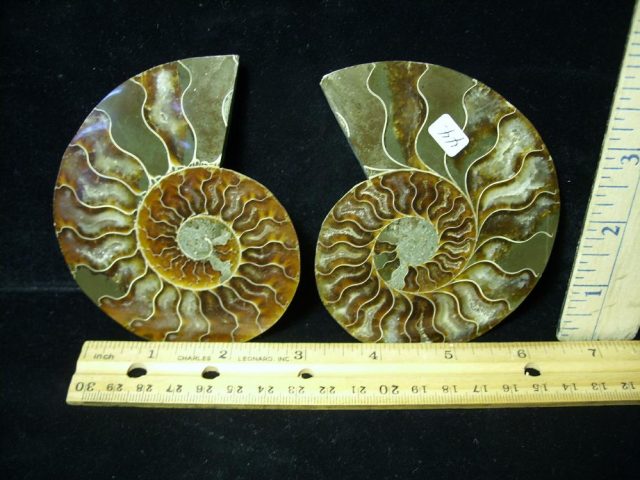 Fossil Ammonite (061221p)