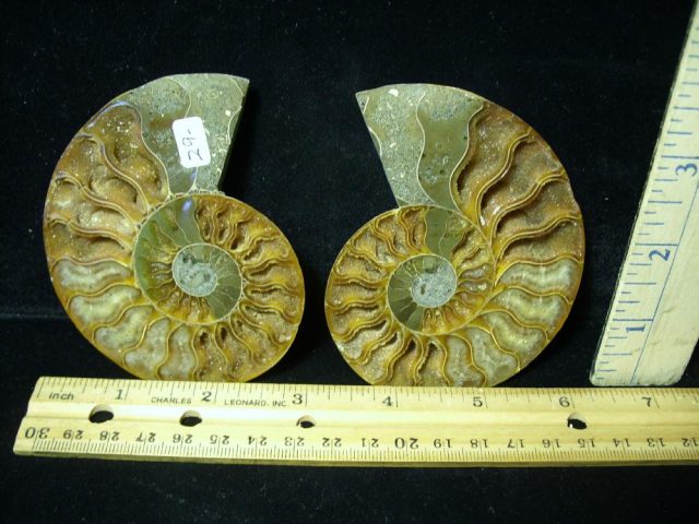 Fossil Ammonite (061221s)