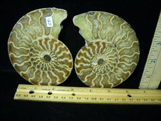 Fossil Ammonite (061221t)