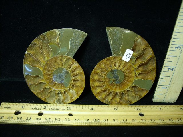 Fossil Ammonite (061221v)