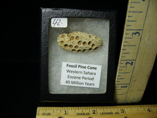 Fossil Pine Cone  (061521b) - Image 2