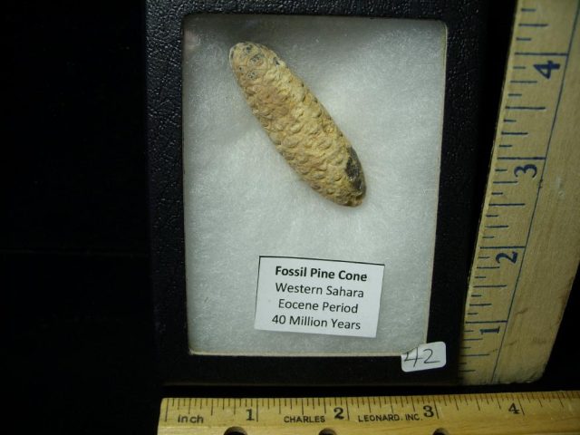 Fossil Pine Cone  (061521d)