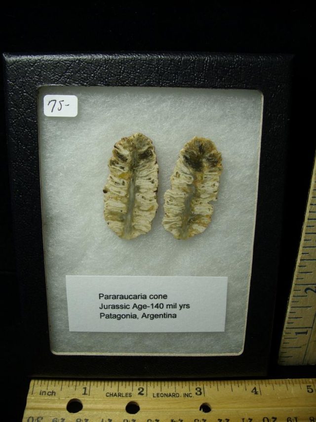Fossil Pararaucaria Cone  (061521f)