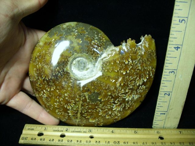 Ammonite with Suture Patterns  (061521k)