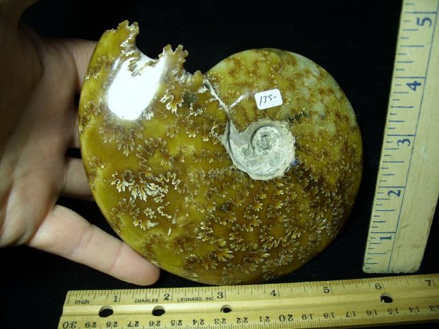Ammonite with Suture Patterns  (061521k) - Image 2