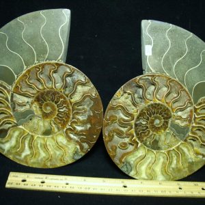 Extra Large Sliced & Polished Ammonite  (061521m)