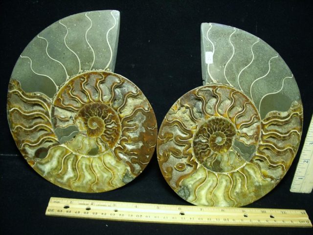 Extra Large Sliced & Polished Ammonite  (061521m)