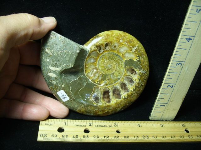 Relief Carved Fossil Ammonite  (061621a)