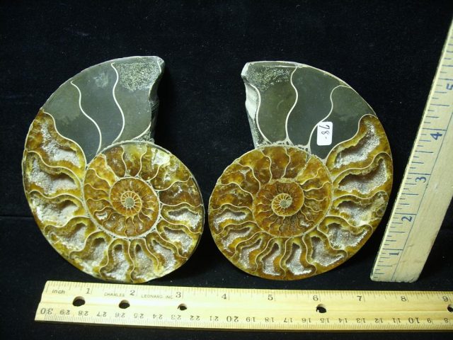 Sliced & Polished Ammonite  (061621d)