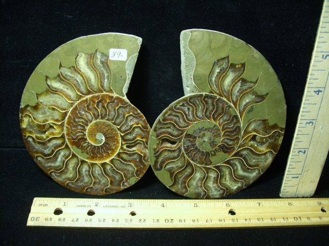 Sliced & Polished Ammonite  (061621e)