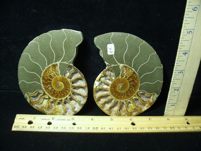Sliced & Polished Ammonite  (061621f)