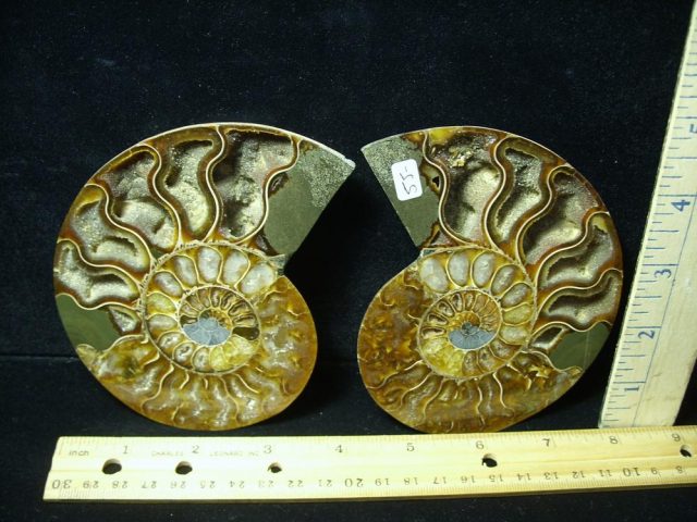 Sliced & Polished Ammonite  (061621h)