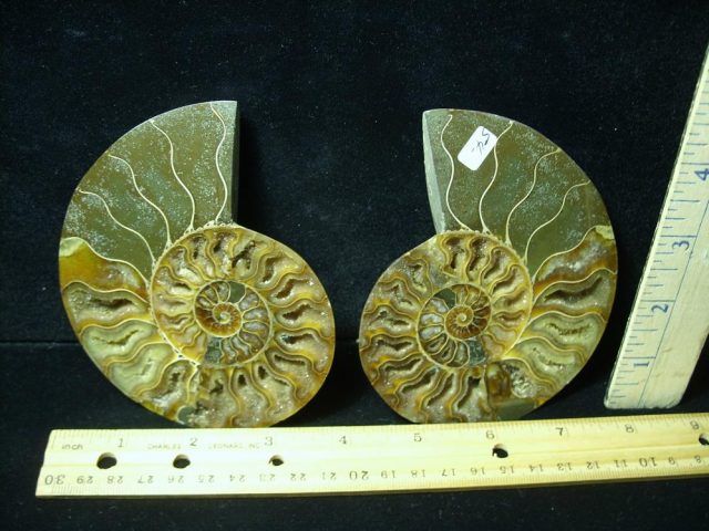 Sliced & Polished Ammonite  (061621j)