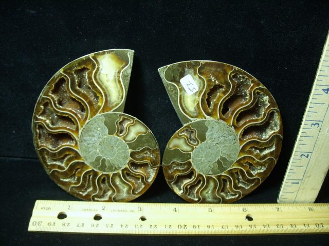 Sliced & Polished Ammonite  (061621k)