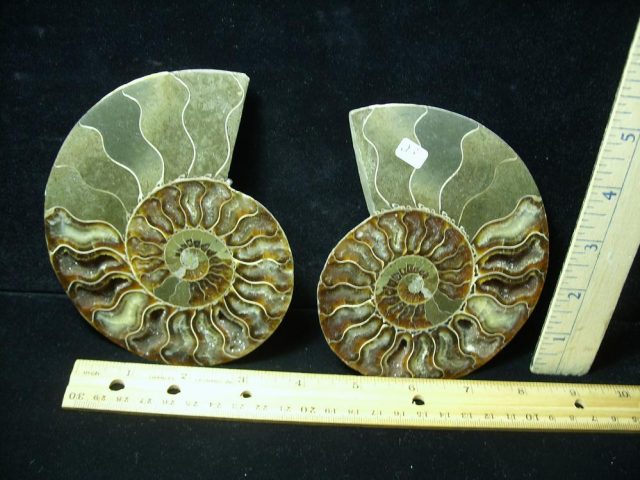 Sliced & Polished Ammonite  (061621m)