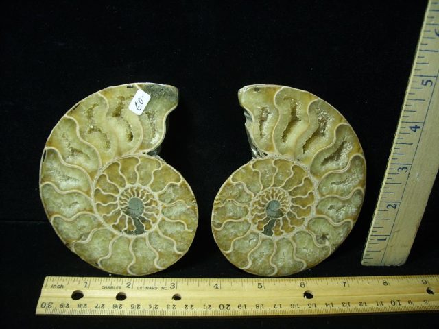 Sliced & Polished Ammonite  (061621n)