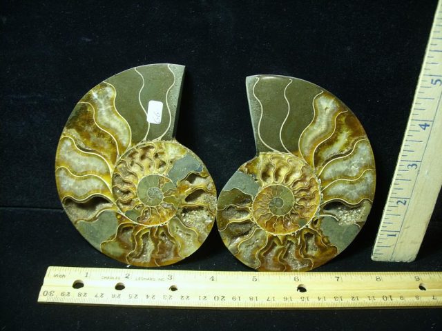 Sliced & Polished Ammonite  (061621s)