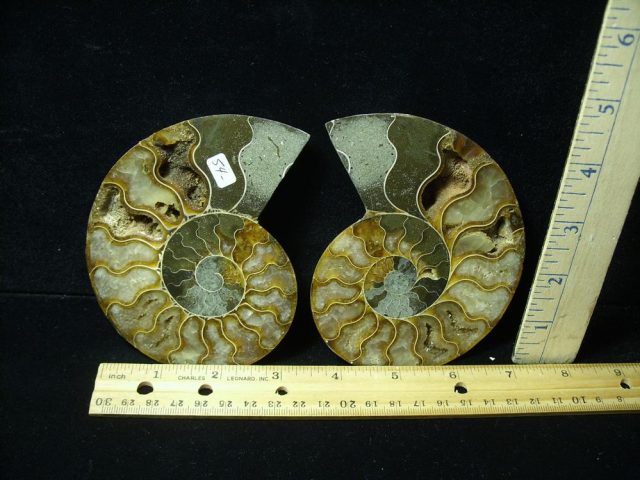 Sliced & Polished Ammonite  (061621w)