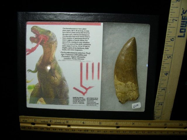 Carcharodontosaurus Dinosaur Tooth (061721d)....ON HOLD for Cathy G  02/09/22