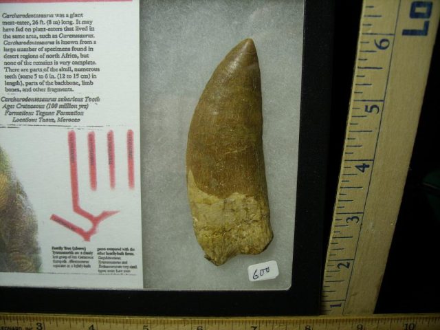 Carcharodontosaurus Dinosaur Tooth (061721d)....ON HOLD for Cathy G  02/09/22 - Image 2