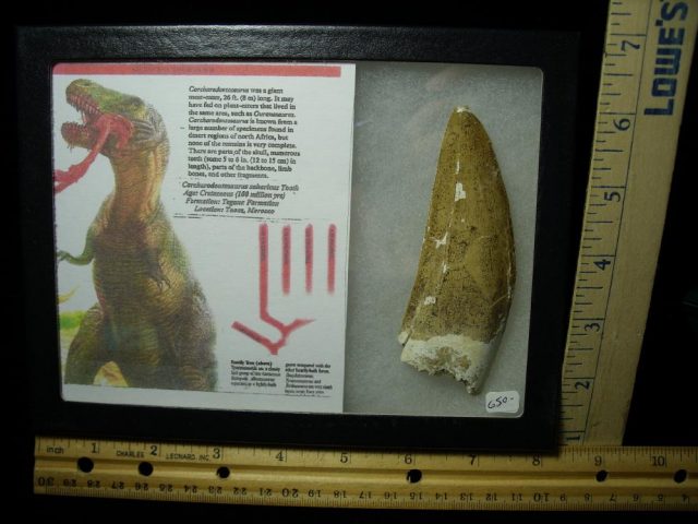 Carcharodontosaurus Dinosaur Tooth (061721f)